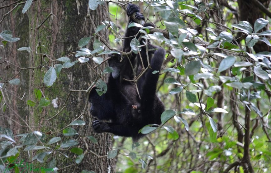 Community Baboon Sanctuary