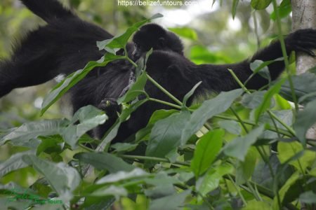 Community Baboon Sanctuary