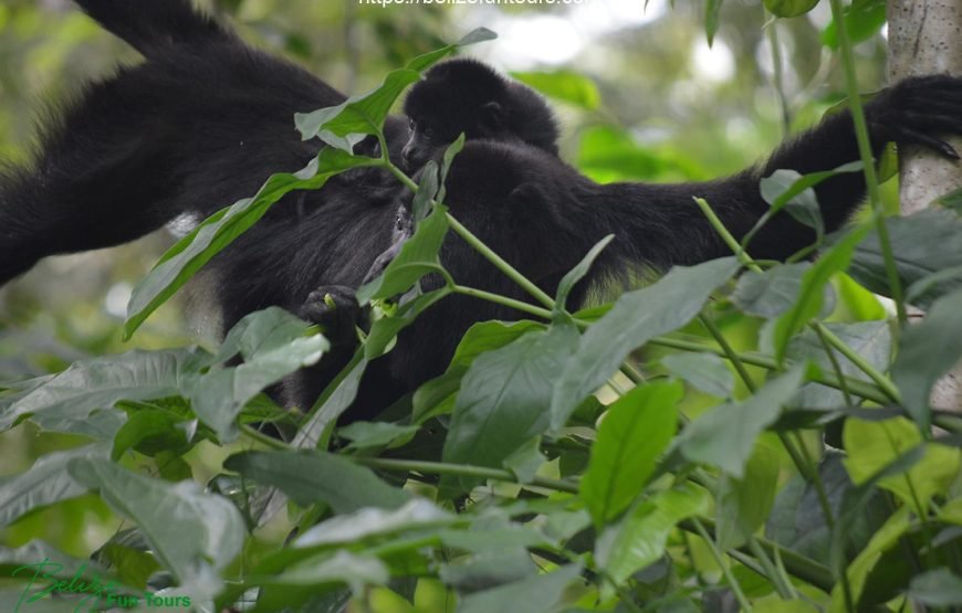 Community Baboon Sanctuary