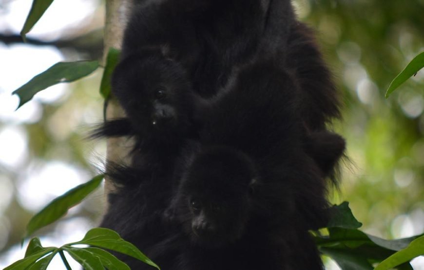 Community Baboon Sanctuary