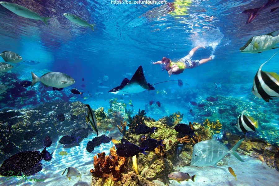 Belize Snorkeling