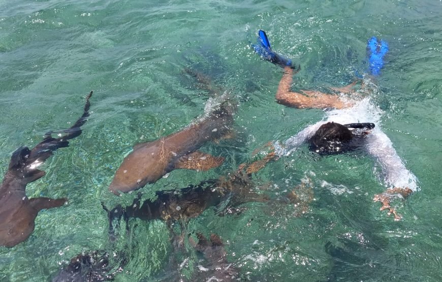 Hol Chan Marine Reserve and Shark Ray Alley from San Pedro Ambergris Caye