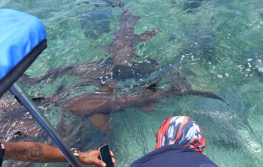 Hol Chan Marine Reserve and Shark Ray Alley from San Pedro Ambergris Caye