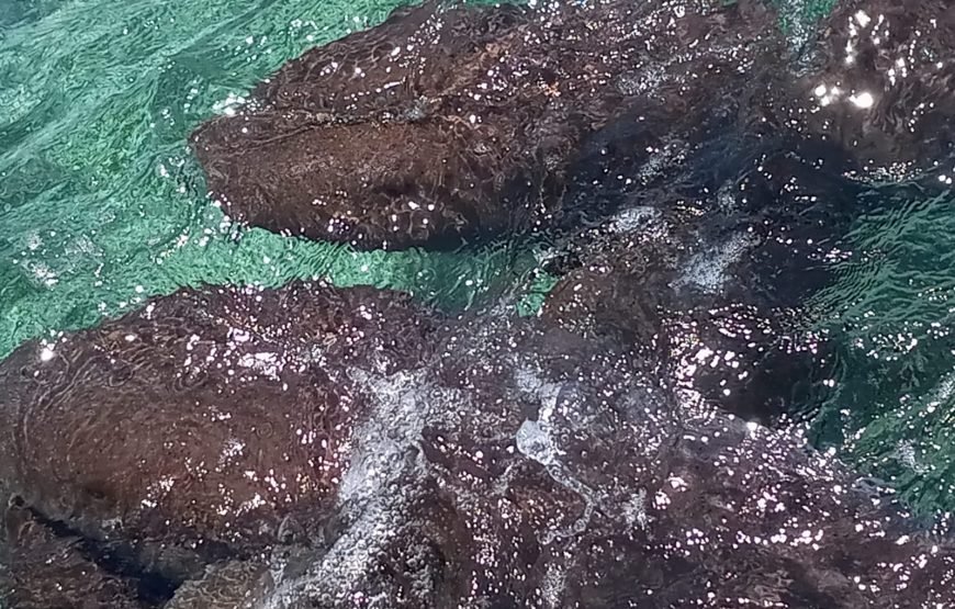 Hol Chan Marine Reserve and Shark Ray Alley from San Pedro Ambergris Caye