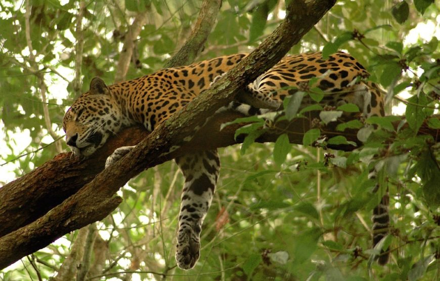 The Belize Zoo – Witness the Majesty of Belize’s Wildlife!